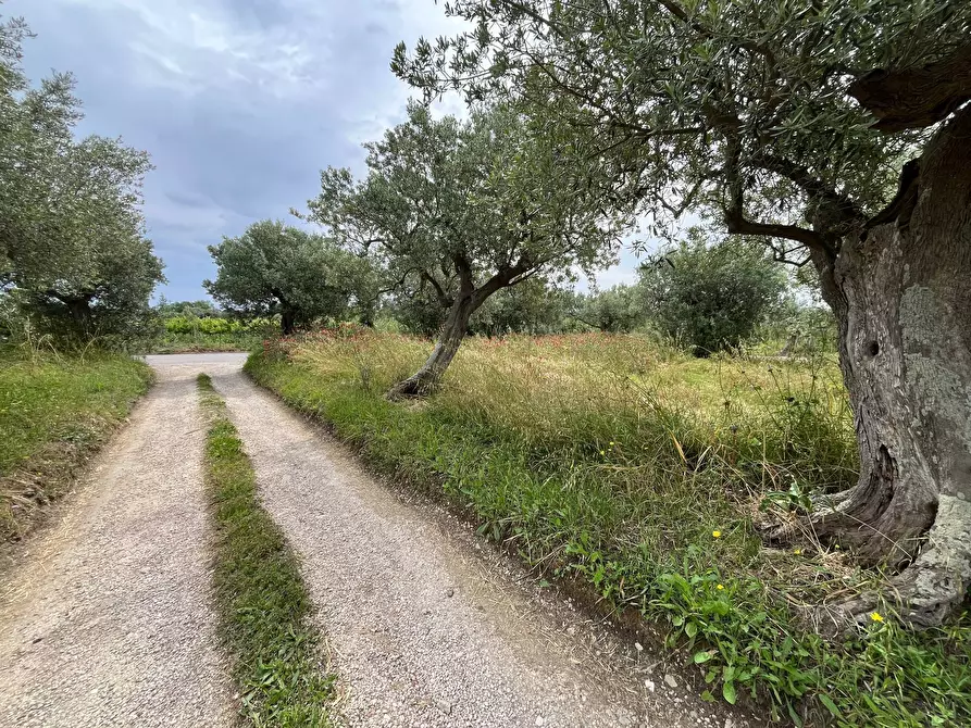 Immagine 6 di Terreno agricolo in vendita  in VIA SAN ROCCO a Vasto