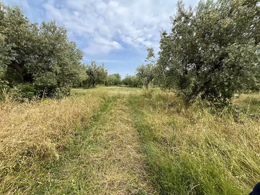 Immagine 7 di Terreno agricolo in vendita  in VIA SAN ROCCO a Vasto