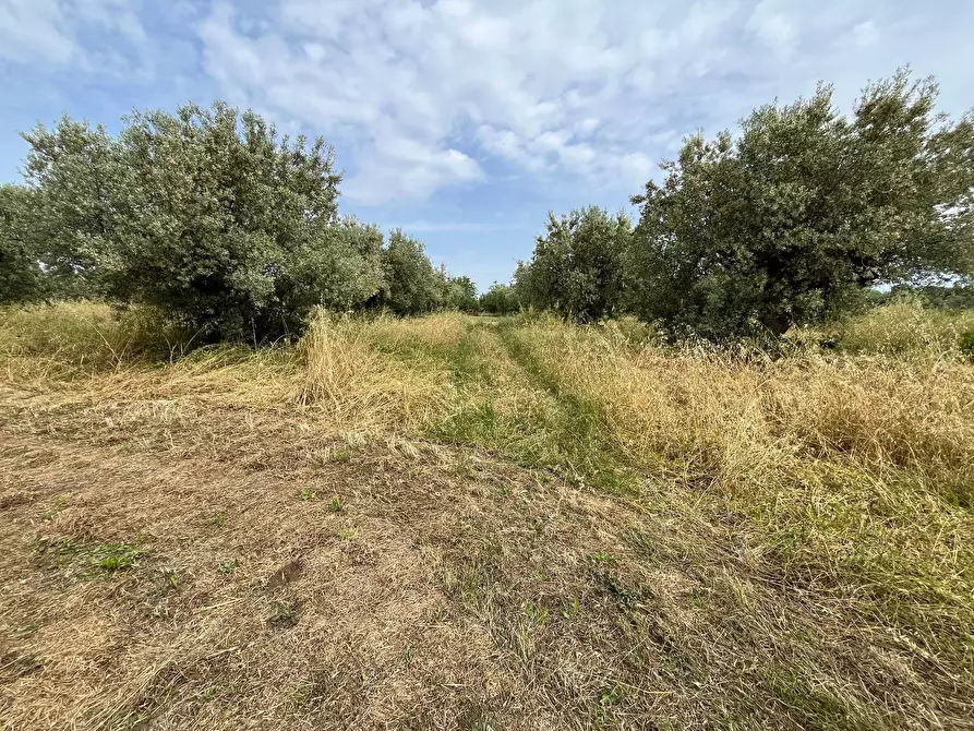 Immagine 8 di Terreno agricolo in vendita  in VIA SAN ROCCO a Vasto