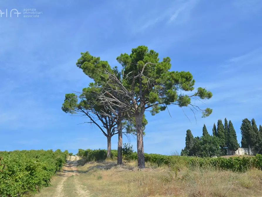 Immagine 6 di Rustico / casale in vendita  in Contrada Palazzi snc a Spinetoli