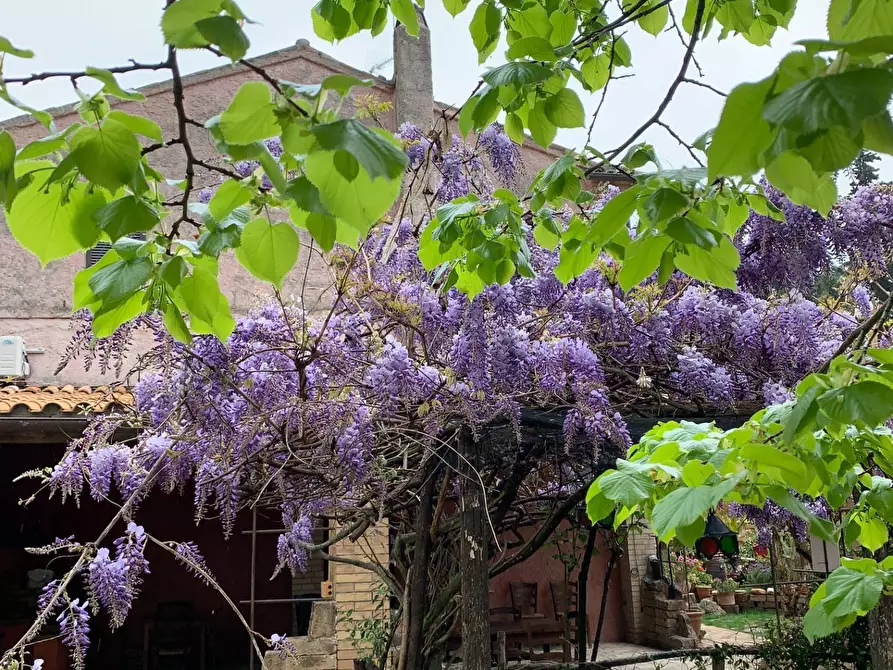 Immagine 5 di Rustico / casale in vendita  in Contrada Pianacciole a Ripatransone