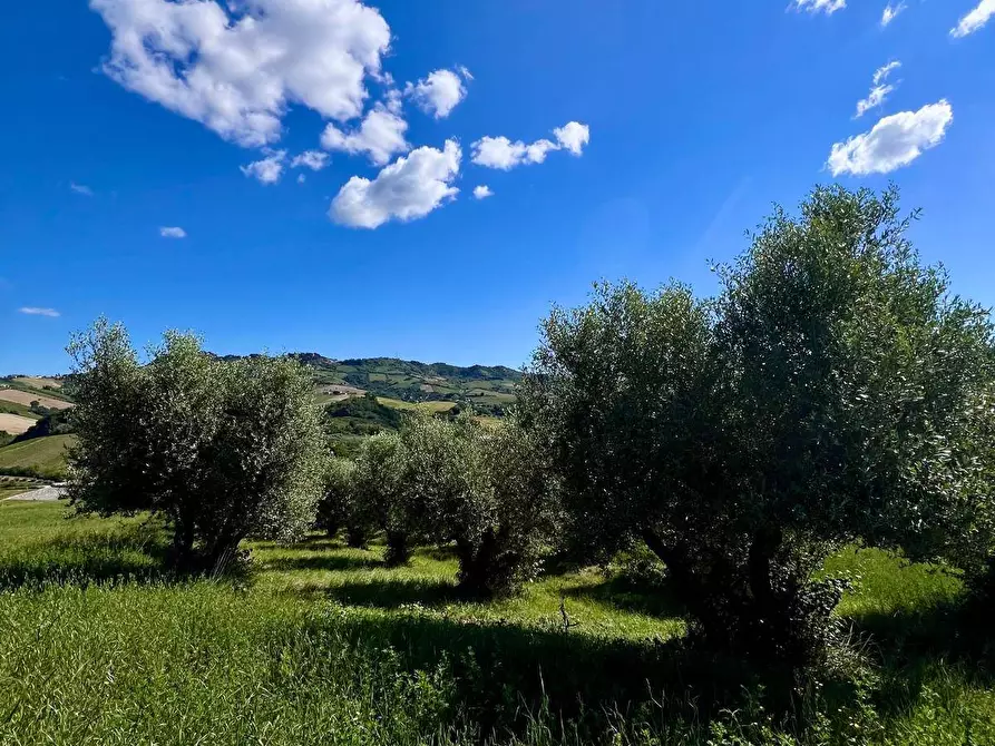 Immagine 6 di Rustico / casale in vendita  in Contrada Messieri snc a Ripatransone