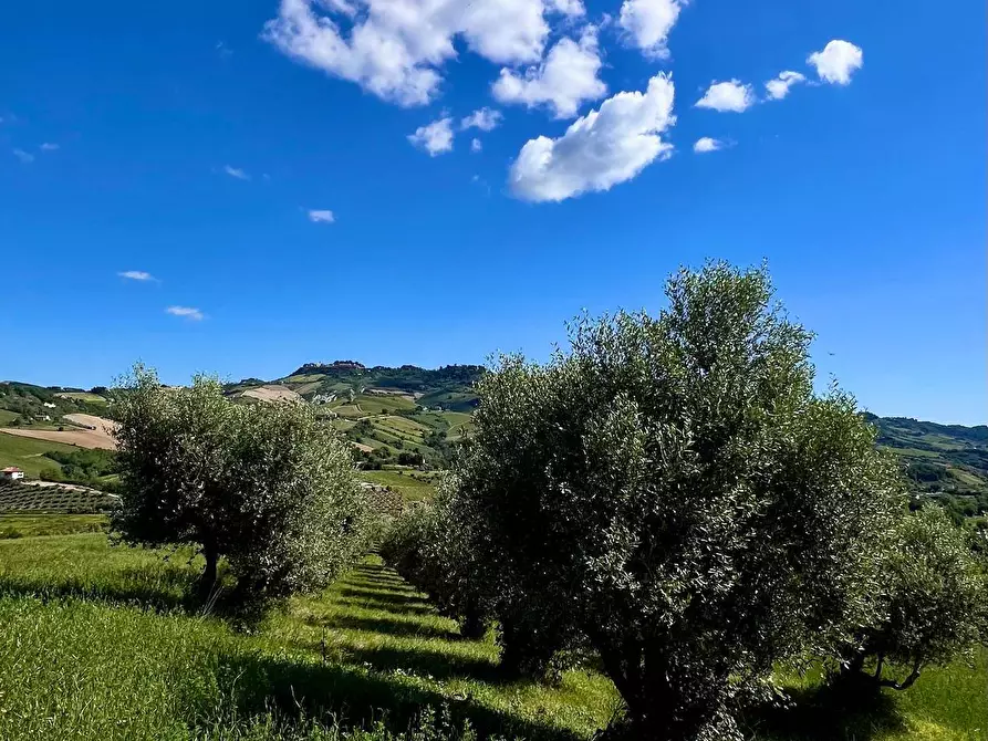 Immagine 7 di Rustico / casale in vendita  in Contrada Messieri snc a Ripatransone