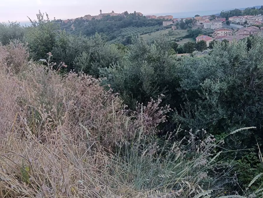 Immagine 8 di Terreno agricolo in vendita  in Via Dell'Acquedotto snc a Tortoreto
