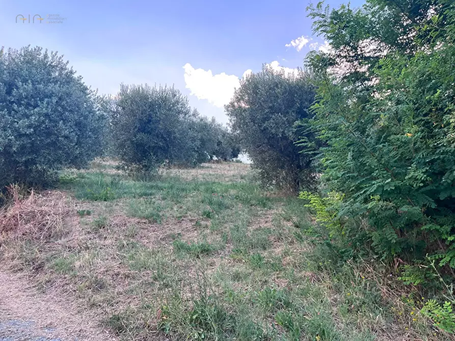 Immagine 9 di Terreno agricolo in vendita  in Via Dell'Acquedotto snc a Tortoreto
