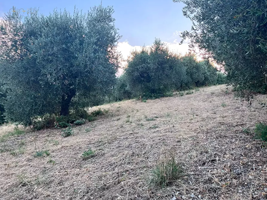 Immagine 11 di Terreno agricolo in vendita  in Via Dell'Acquedotto snc a Tortoreto