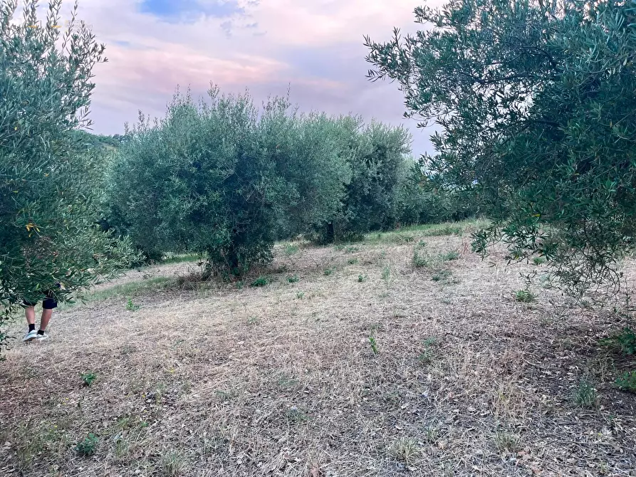 Immagine 12 di Terreno agricolo in vendita  in Via Dell'Acquedotto snc a Tortoreto