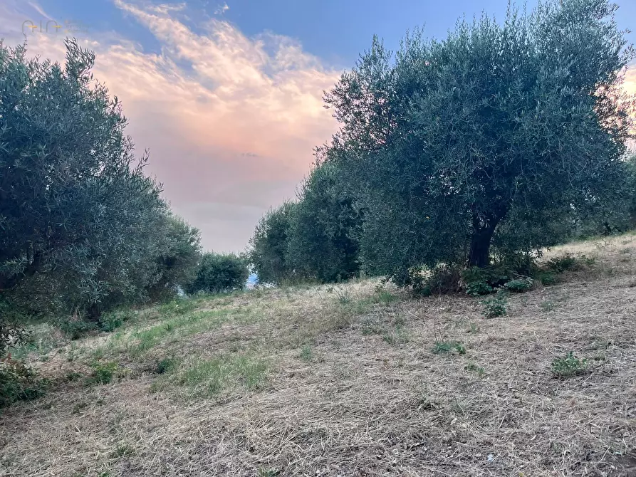 Immagine 16 di Terreno agricolo in vendita  in Via Dell'Acquedotto snc a Tortoreto