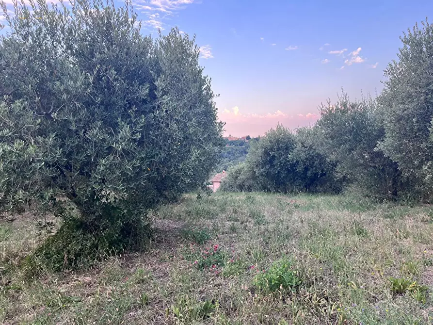 Immagine 18 di Terreno agricolo in vendita  in Via Dell'Acquedotto snc a Tortoreto