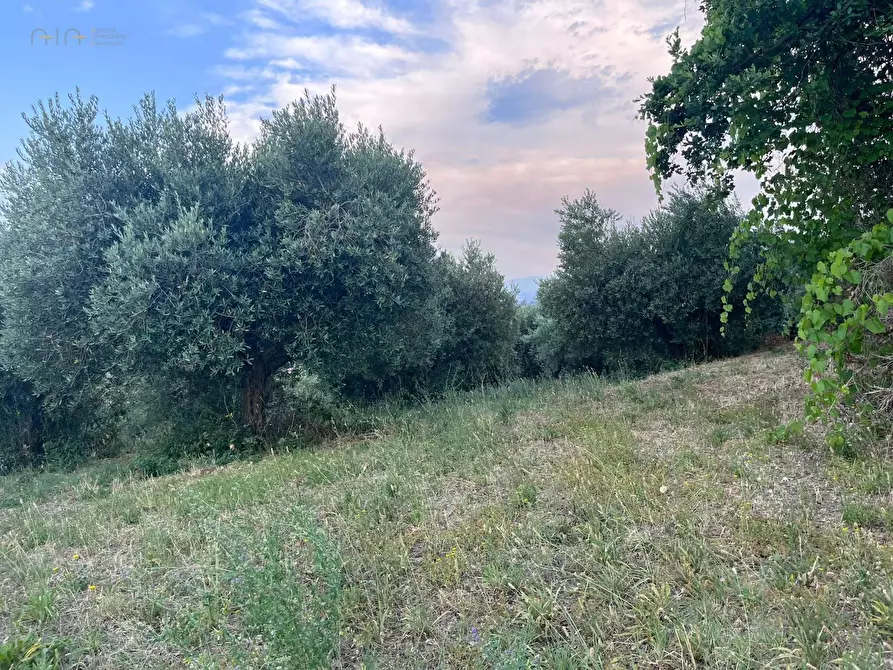 Immagine 20 di Terreno agricolo in vendita  in Via Dell'Acquedotto snc a Tortoreto