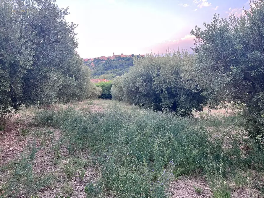 Immagine 21 di Terreno agricolo in vendita  in Via Dell'Acquedotto snc a Tortoreto