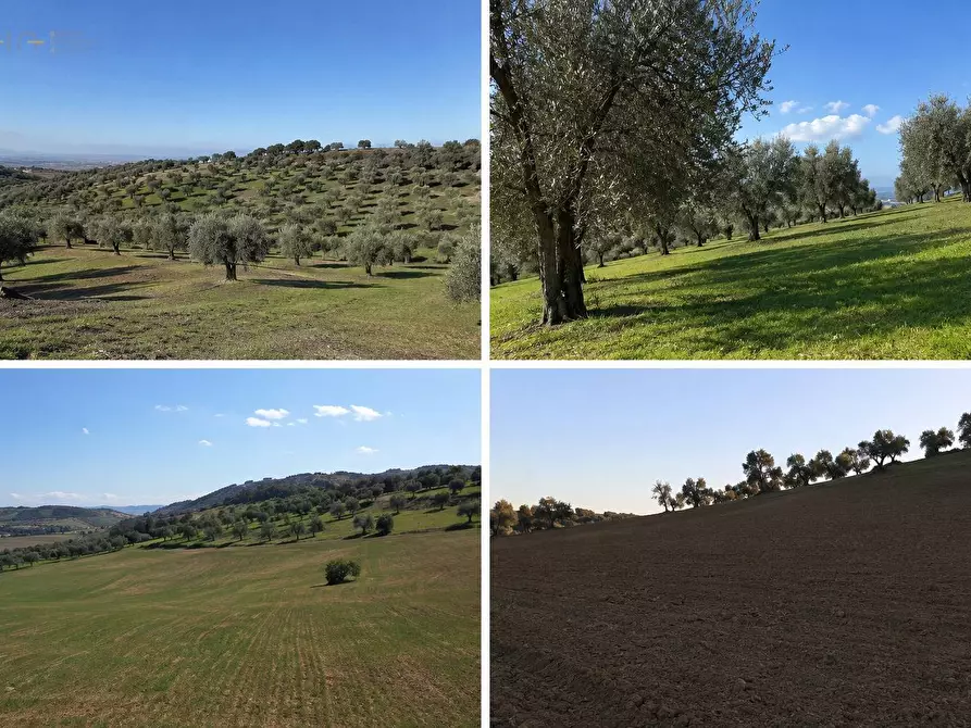 Immagine 1 di Terreno agricolo in vendita  in Via Dell'Acquedotto snc a Tortoreto