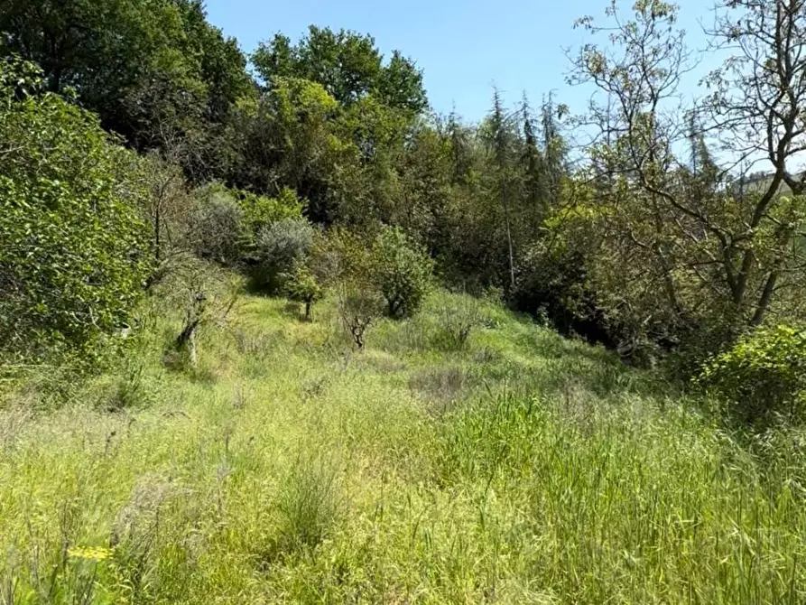 Immagine 19 di Rustico / casale in vendita  in Contrada Tosciano 36 a Ripatransone