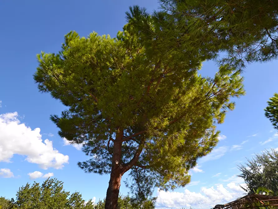 Immagine 40 di Villa in vendita  in Collina residenziale a Ancarano