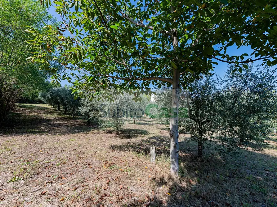 Immagine 4 di Terreno agricolo in vendita  in Via Pignatelli a Cepagatti
