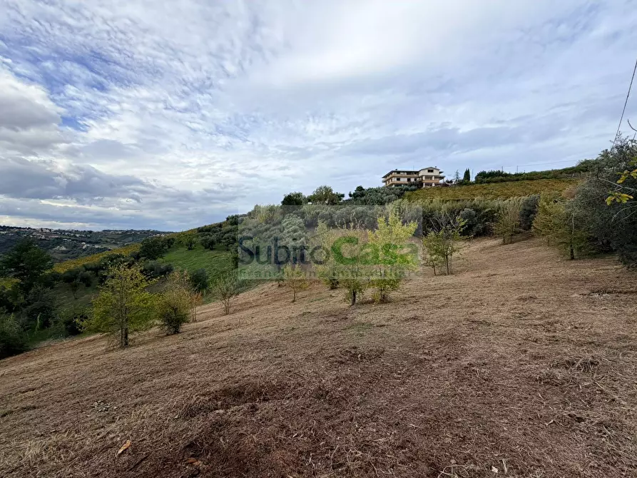Immagine 2 di Terreno agricolo in vendita  a Bucchianico