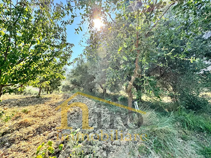 Immagine 6 di Terreno residenziale in vendita  in strada comunale sant'agnello 87 a Elice