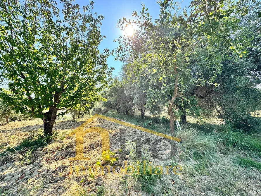 Immagine 7 di Terreno residenziale in vendita  in strada comunale sant'agnello 87 a Elice