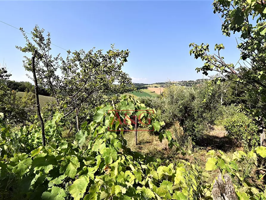 Immagine 56 di Villa in vendita  in contrada fegatara a Montegiorgio