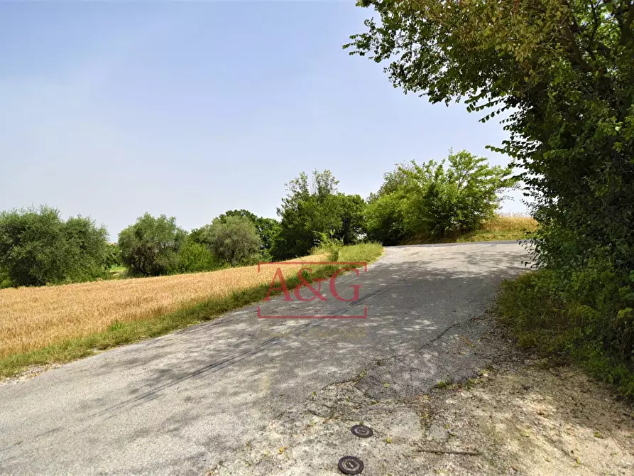 Immagine 2 di Terreno agricolo in vendita  in Contrada Rio del Bove a Torre San Patrizio