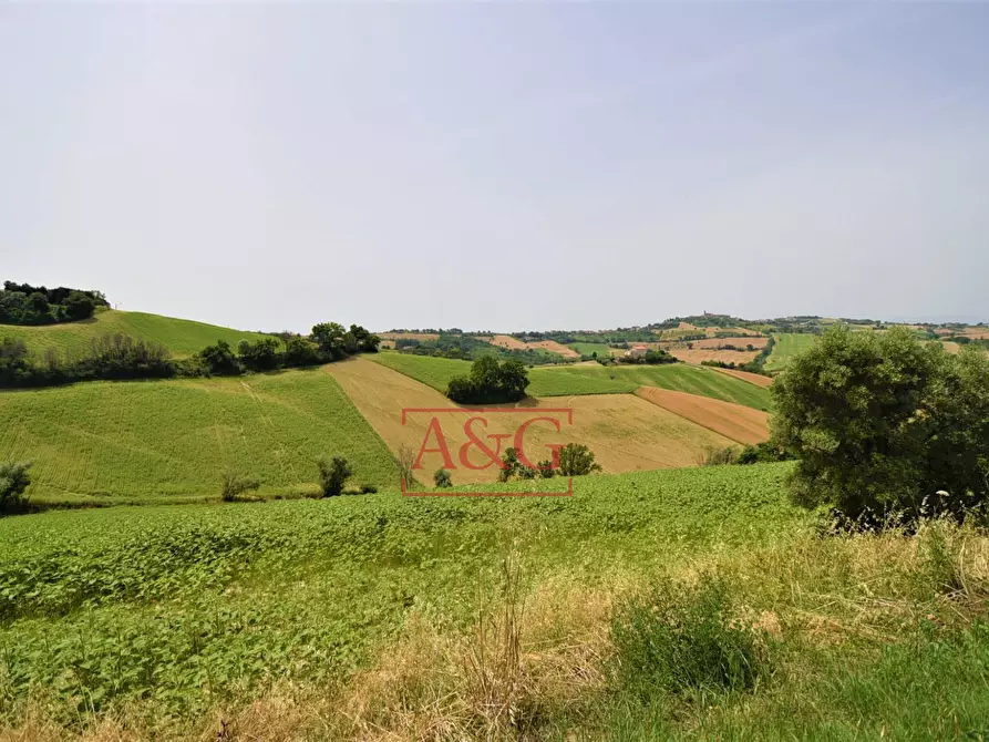 Immagine 4 di Terreno agricolo in vendita  in Contrada Rio del Bove a Torre San Patrizio
