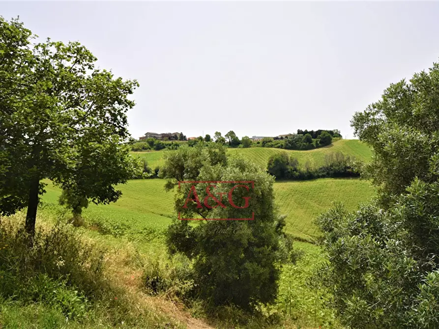 Immagine 6 di Terreno agricolo in vendita  in Contrada Rio del Bove a Torre San Patrizio