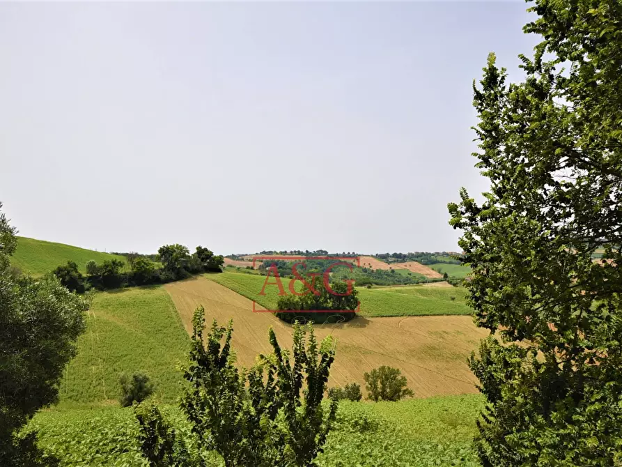Immagine 7 di Terreno agricolo in vendita  in Contrada Rio del Bove a Torre San Patrizio