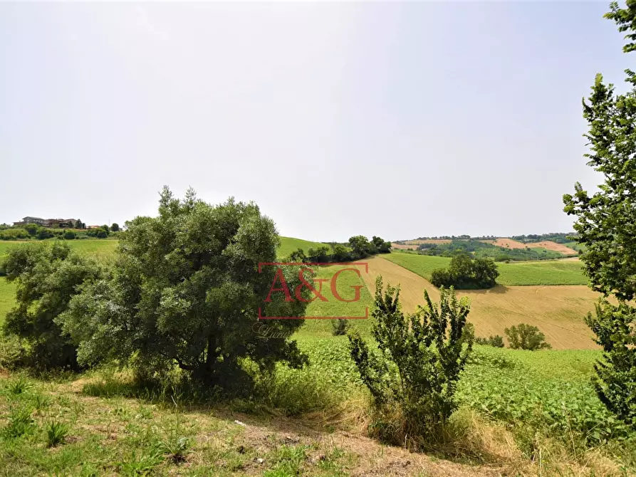 Immagine 8 di Terreno agricolo in vendita  in Contrada Rio del Bove a Torre San Patrizio