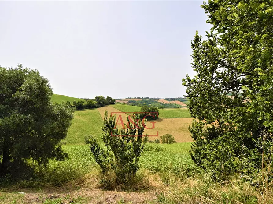 Immagine 9 di Terreno agricolo in vendita  in Contrada Rio del Bove a Torre San Patrizio