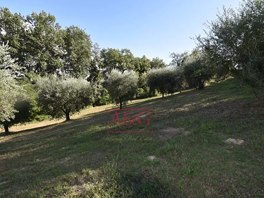 Immagine 59 di Rustico / casale in vendita  in Contrada Santa Maria Maddalena 5 a Sant'angelo In Pontano