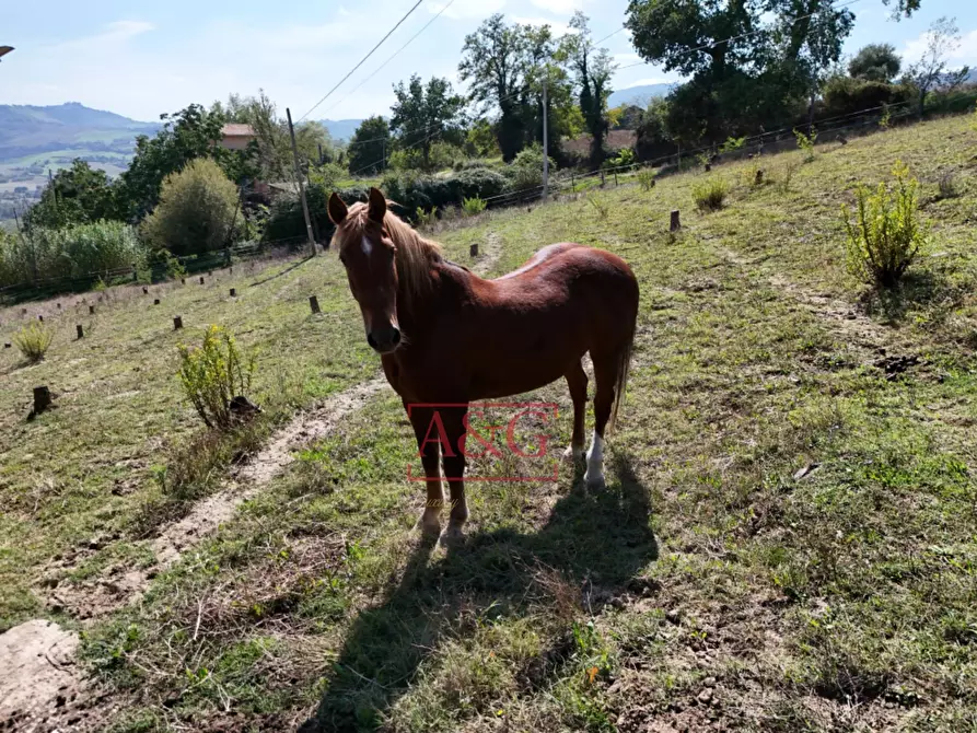 Immagine 74 di Rustico / casale in vendita  in Contrada Biordi 3 a Penna San Giovanni
