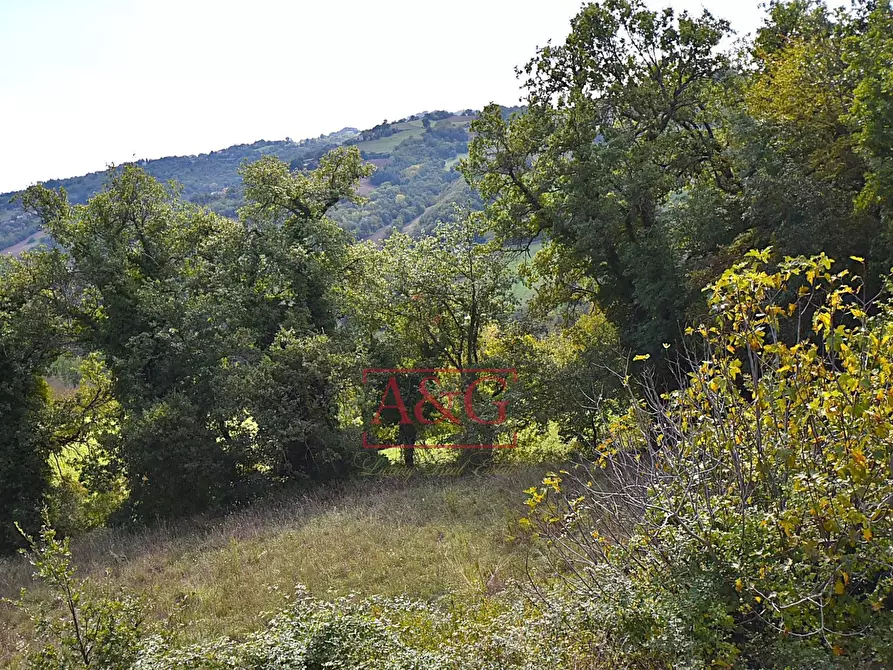 Immagine 31 di Rustico / casale in vendita  in CONTRADA FAVETO a Montefalcone Appennino
