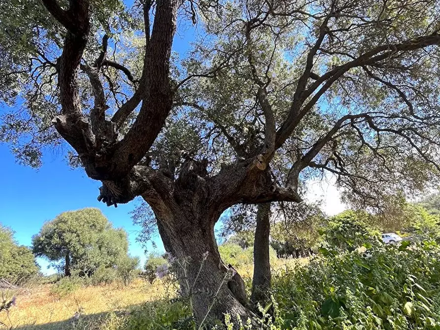 Immagine 30 di Rustico / casale in vendita  in Loc. Paduledda a Trinità D'agultu E Vignola