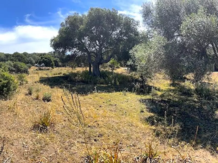 Immagine 31 di Rustico / casale in vendita  in Loc. Paduledda a Trinità D'agultu E Vignola