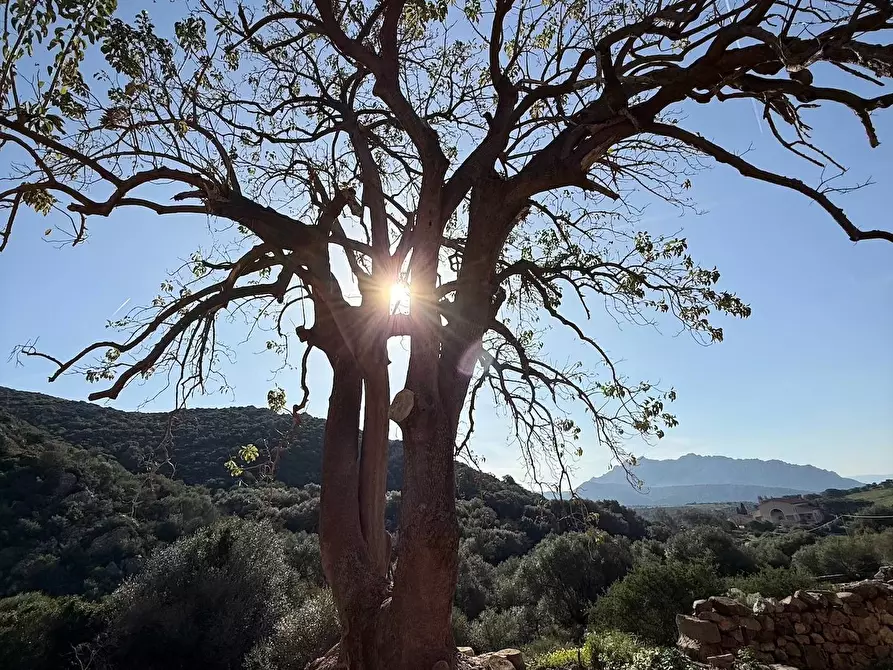 Immagine 13 di Rustico / casale in vendita  a Viddalba