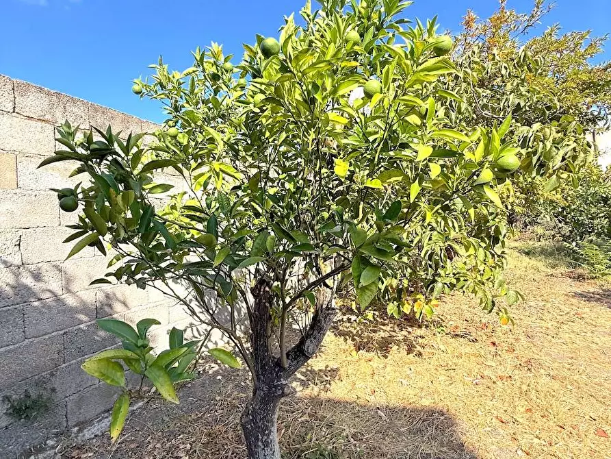 Immagine 41 di Casa indipendente in vendita  in Via Mazzini a Perfugas
