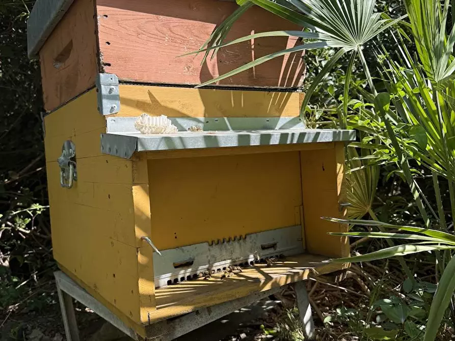 Immagine 37 di Rustico / casale in vendita  in Stazzo La Casedda 92 a Aglientu