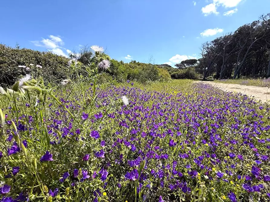Immagine 61 di Rustico / casale in vendita  in Stazzo La Casedda 92 a Aglientu