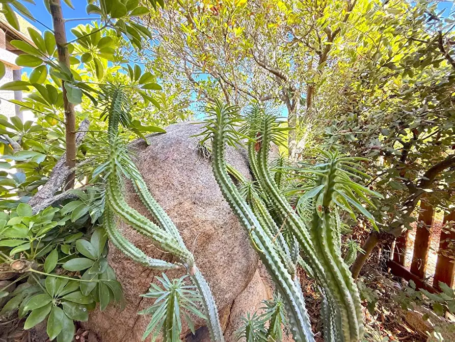 Immagine 42 di Villetta a schiera in vendita  a Trinità D'agultu E Vignola