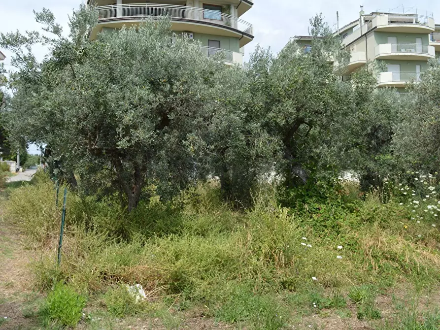 Immagine 3 di Terreno agricolo in vendita  in VIA DEL PORTO a Vasto