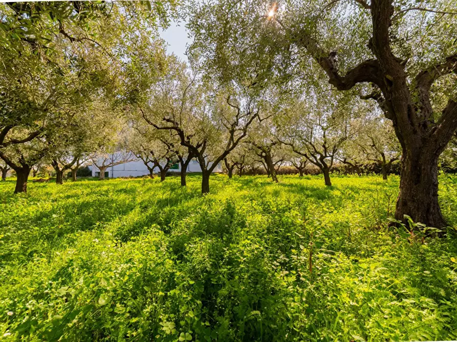 Immagine 8 di Villa in vendita  in Via Piana del Lago 47 a Casalbordino
