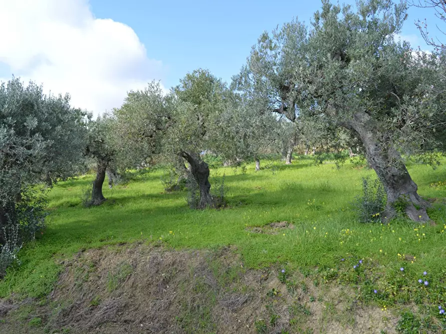 Immagine 2 di Terreno agricolo in vendita  in Via della Croce di Montevecchio 30 a Vasto