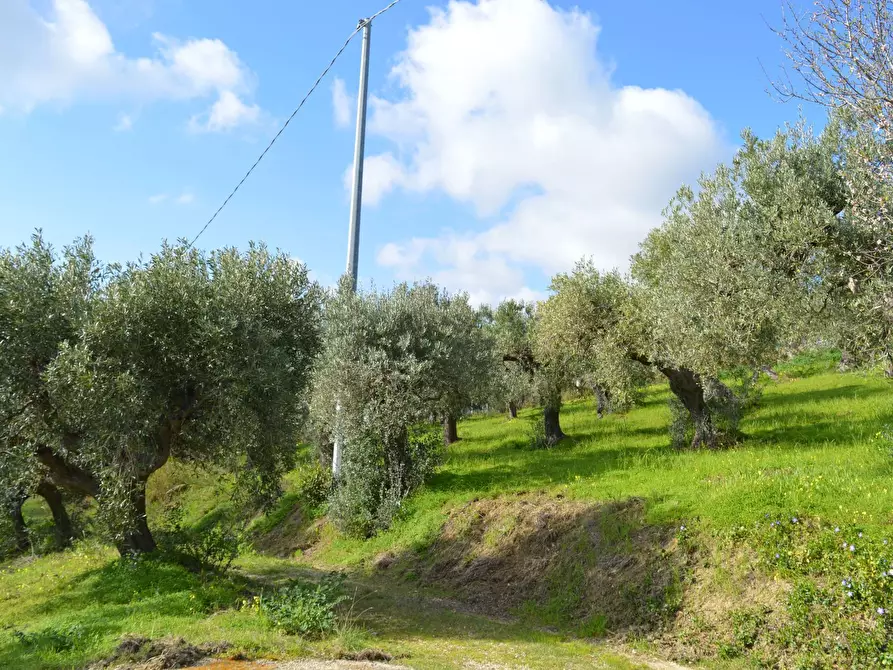 Immagine 3 di Terreno agricolo in vendita  in Via della Croce di Montevecchio 30 a Vasto