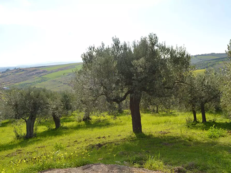 Immagine 5 di Terreno agricolo in vendita  in Via della Croce di Montevecchio 30 a Vasto