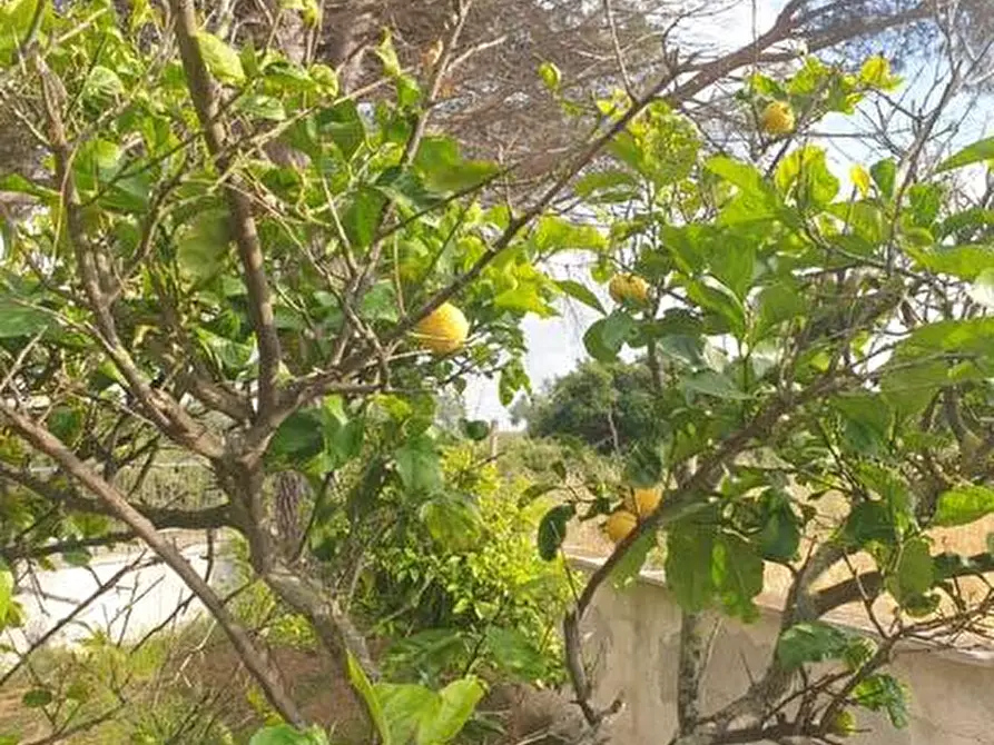 Immagine 14 di Villa in vendita  in Contrada Palmieri snc a Sannicandro Garganico