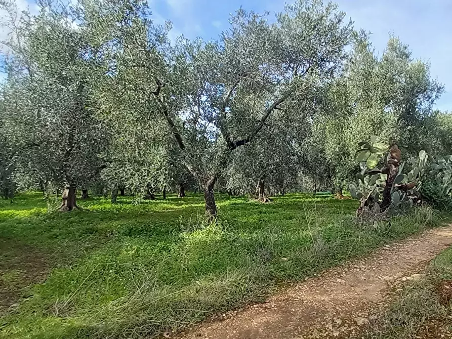 Immagine 4 di Terreno agricolo in vendita  in Contrada PIANO d'ERCOLE snc a Cagnano Varano