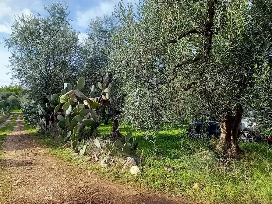 Immagine 5 di Terreno agricolo in vendita  in Contrada PIANO d'ERCOLE snc a Cagnano Varano