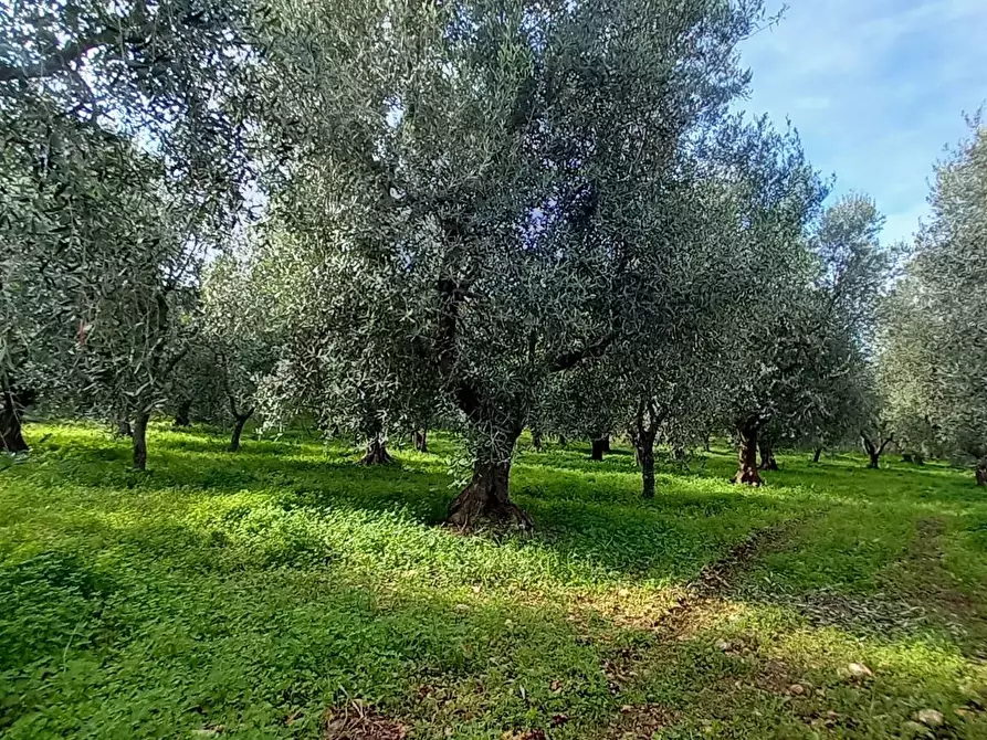 Immagine 7 di Terreno agricolo in vendita  in Contrada PIANO d'ERCOLE snc a Cagnano Varano