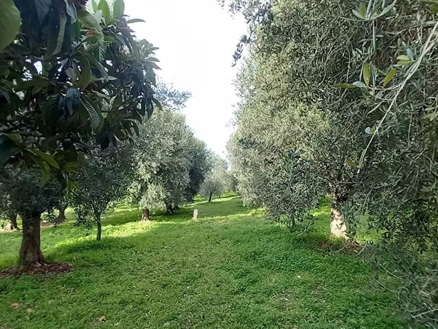 Immagine 9 di Terreno agricolo in vendita  in Contrada PIANO d'ERCOLE snc a Cagnano Varano