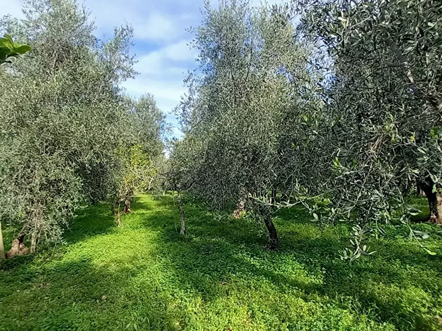 Immagine 13 di Terreno agricolo in vendita  in Contrada PIANO d'ERCOLE snc a Cagnano Varano